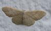 Idaea sp.